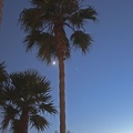 316-8442--8444  Laguna Beach Palm Moon HDR